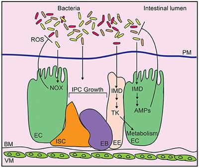 Host-Microbe-Pathogen Interactions: A Review of Vibrio cholerae Pathogenesis in Drosophila